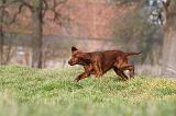 SETTER IRLANDAIS 282